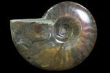 Flashy Red Iridescent Ammonite - Wide #81861-1